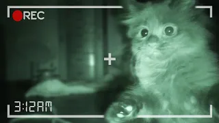 What Kittens Do At Night...