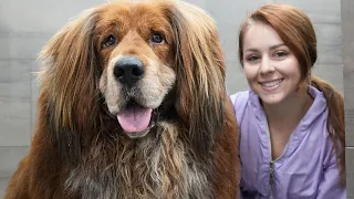 NIGHTMARES do come true 😐...insane session with a Tibetan Mastiff