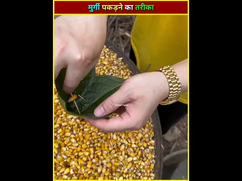 मुर्गी पकड़ने का तरीका 👀