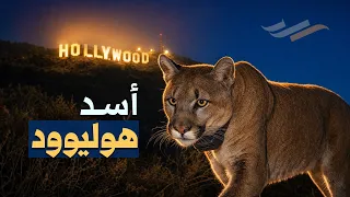 القصة الحقيقية للأسد الشهير الذي عاش ومات في هوليوود