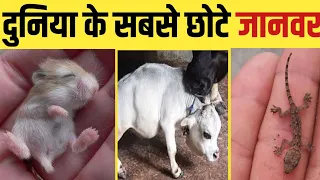 दुनिया के सबसे छोटे जानवर 🐊🐲 | Know about Smallest Animals | #animal