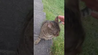 dog🐶 and cat🐱 me in home Seattle ud 🥰❤️