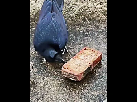 Smartest Crow Of His Generation🐦‍⬛💡#shorts
