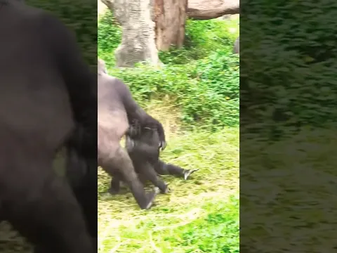Ringo and Tayari #gorilla
