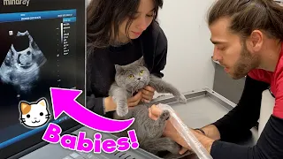 BÜSSÜRÜ BEBEK ÇIKTI! ( Hamile Kedinin Karnına Ultrasonla Baktık! ) w/ @menalcicek