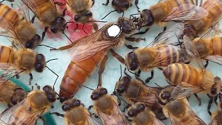 Colmeia Do Céu Parte 03  @TnANunes