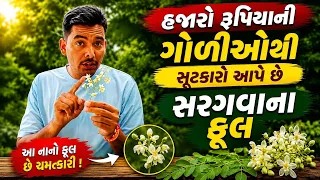 હજારો રૂપિયાની ગોળીઓથી સૂટકારો આપે છે સરગવાના ફૂલ! 🌿 | સરગવાના પાન અને શિંગ કરતાં 10 ગણા શક્તિશાળી ✨