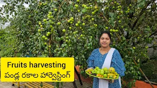 fruits harvesting/ పండ్ల రకాల హార్వెస్టింగ్ /#harvesting/#fruits