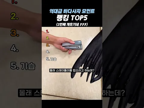 역대급 바다사자 모먼트 랭킹 TOP5