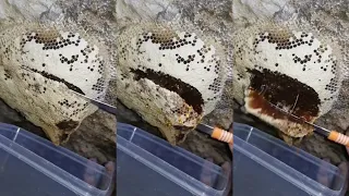 عظيم خلق الله سبحانه وتعالى اللهم لك الحمد .. خليه عسل بوطويق