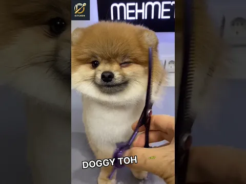 This doggy loves hair cutting | But he was very angry 😱😡 #shorts #rerespect #ytshorts (@petstylistt)