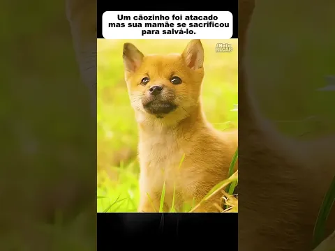 Um cãozinho foi atacado, mas sua mamãe se sacrificou para salvá-lo. #shorts