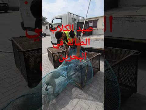 صيد الكلاب الضالة في البحرين قرية المعامير تصوير ابومنتظر العكراوي #ابومنتظر_فيديو #العكر