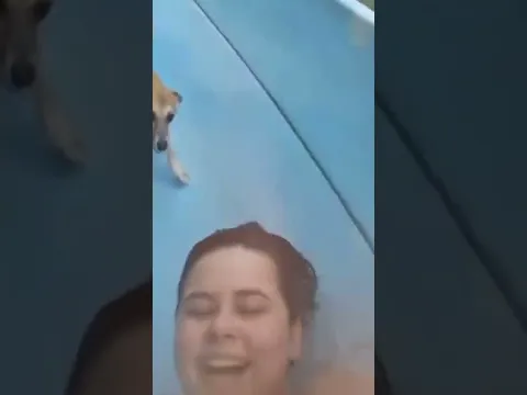 Little Dog Loves Waterslide