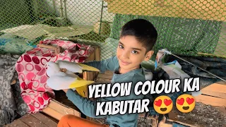 Trap me pakde Kabutar ko yellow Colour kar diya 😍😍 Kabutar pakad liya 😱😱 | Talha Ali Vlogs
