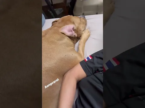 ตื่นมากินข้าวบ้างสายแล้ว😆 #รักหมา #หมาน่ารัก #ทาสหมา #reelsviralシfb #คลิปReels #reelsfb #fb #pet #p