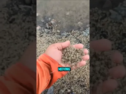 Moving Sand On the Beach!? 🦀😱