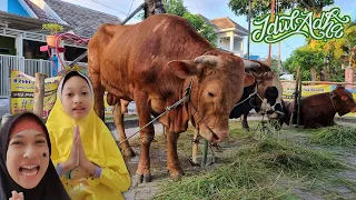 Mbak Kunyit Pingsan Lihat Sapi Aqilla Si Chocly ♥ Selamat Hari Raya Idul Adha 1442 H