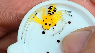 My TOP 5 VENOMOUS ANIMAL VIDEOS ( OVER 100 MILLION VIEWS )
