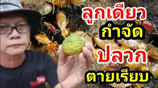 ตะลึงเลย ลูกเดียว กำจัดปลวก ตายเกลี้ยงตายทันที ปลอดสารพิษ