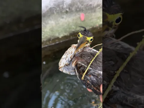 Si encuentras este animal ten mucho cuidado