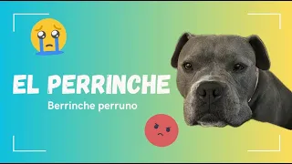 Así se ve el berrinche perruno!