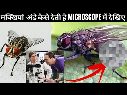 Microscope 🔬 में कीड़ों को देंखे तो कैसा लगेगा 🔥 #shorts #facts