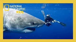 World's Biggest Great White Full Episode | Nat Geo Kids