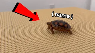 Turtle LEGO Island 🐢🏝️