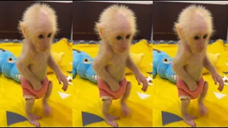 This little monkey is really funny when he walks