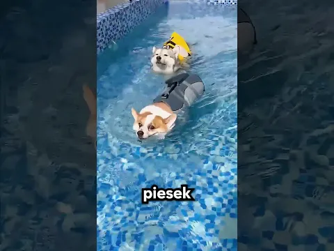 Psy stanęły przed wyzwaniem pływania 😱