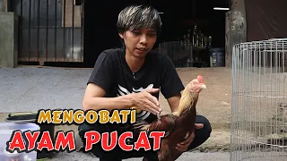 CARA MENGOBATI AYAM SAKIT KUNING PUCAT KURUS