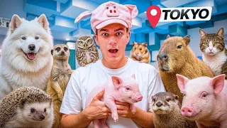 I Visited Every Pet Cafe in TOKYO Japan