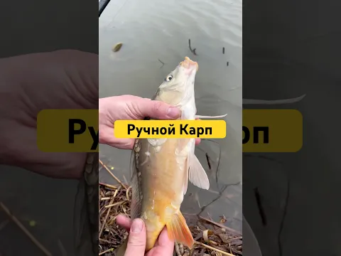 Как?🤯🤷🏻‍♂️ #рыбалка #рыба #карп #сазан #белыйамур