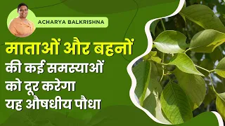 माताओं और बहनों की कई समस्याओं को दूर करेगा यह औषधीय पौधा || Acharya Balkrishna