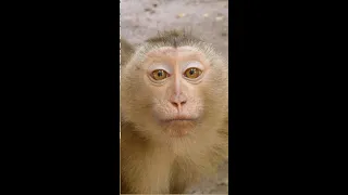 It is time to feed monkey ,Look how cute and adorable they are !