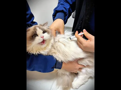 Unreasonably adorable at vet 🥰❤️