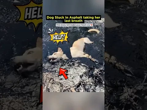 Rescuing a dog 💔 #shorts