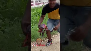la cucaracha gigante 🤣🤣🤣