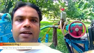 Mango Tree Spray for Better Fruiting ( आम में अधिक फलन के लिए करें । Naseem Purkazi 