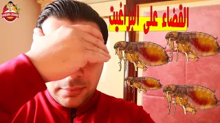 القضاء على البراغيت نهائيا في المنزل بالسائل الليموني بأبسط الطرق مهما كانت الأسباب