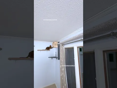 Raja runs fast around the living room #cat