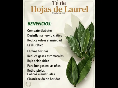El té o infusión de hojas de laurel es la forma más común y efectiva de tomarlo #salud