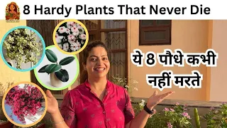 8 Hardy Indoor Plants That Never Die 🌱 | Easy Care Houseplants in Hindi | आसान देखभाल वाले पौधे