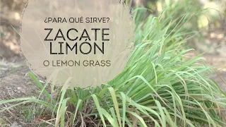 Descubre el poder del Lemongrass / Zacate Limón para la salud