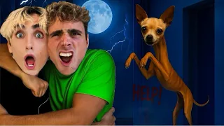 OUR DOG WON’T STOP GROWING! 😱😭