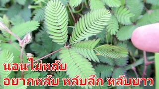 นอนไม่หลับ อยากหลับลึก หลับยาว กินข้าวอร่อย ทำได้ไม่ยาก