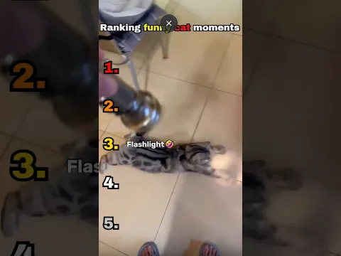 Ranking funny cat moments #funny #cat #cute #ranking