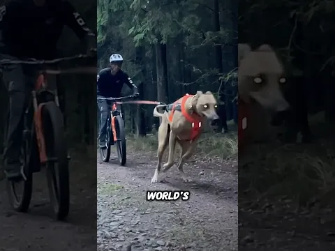 The fastest dogs in the world 😱~#shorts