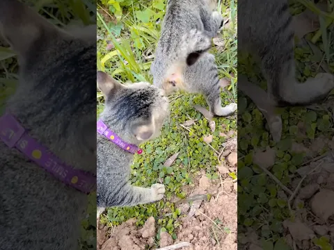 Cat kiss 💋😽😾😹😸🤫🤭 #cat #kiss #cute #foryou #funny #shortvideo